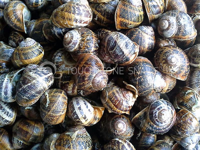 Snail Trade 