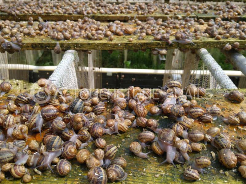 Touchstone Snail Processing